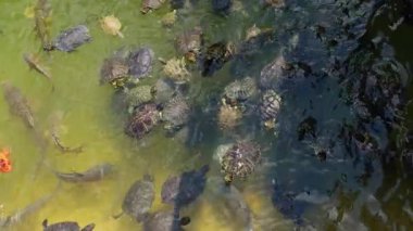 Göldeki Hayvan Kaplumbağalar