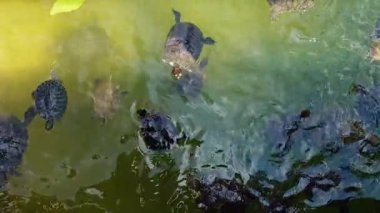 Göldeki Hayvan Kaplumbağalar