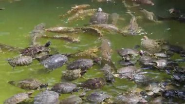 Göldeki Hayvan Kaplumbağalar