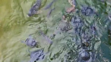 Göldeki Hayvan Kaplumbağalar