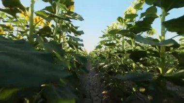 Altın sarısı ayçiçeği tarlada sıcak güneş ışığında.