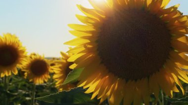 Altın sarısı ayçiçeği tarlada sıcak güneş ışığında.