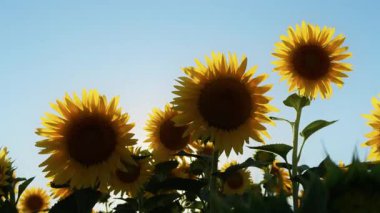 Altın sarısı ayçiçeği tarlada sıcak güneş ışığında.