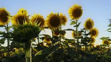 Altın sarısı ayçiçeği tarlada sıcak güneş ışığında.