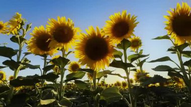 Altın sarısı ayçiçeği tarlada sıcak güneş ışığında.