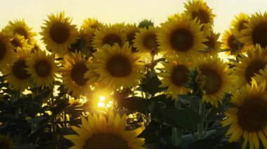 Altın sarısı ayçiçeği tarlada sıcak güneş ışığında.