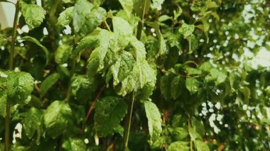 Yeşil Bitki Yağmurun Altında Yapraklar