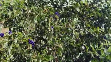 Yeşil Bitki Yağmurun Altında Yapraklar