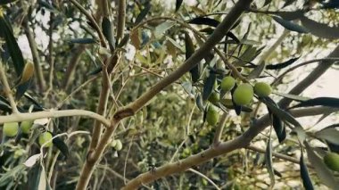 Gün batımında Zeytin Ağacı
