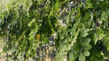 Yeşil Bitki Yağmurun Altında Yapraklar