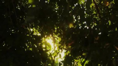 Öğleden sonra Ağaç Yaprakları 'ndan sızan güneş ışığı