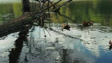 Ağaç dalları Göl suyuna ulaşıyor