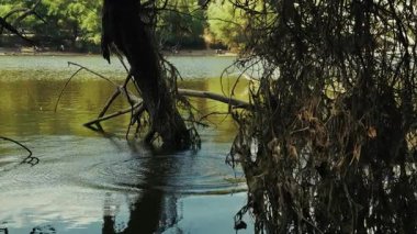 Ağaç dalları Göl suyuna ulaşıyor