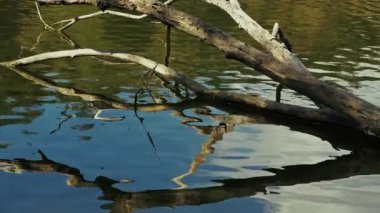 Ağaç dalları Göl suyuna ulaşıyor