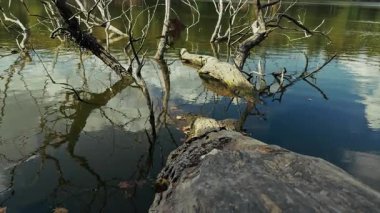 Ağaç dalları Göl suyuna ulaşıyor