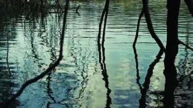 Ağaç dalları Göl suyuna ulaşıyor
