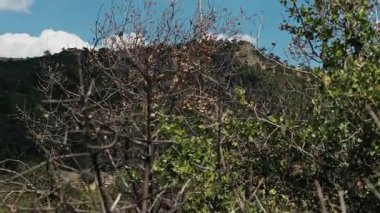 Doğadaki Ağaçlar Arasında Rüzgar Türbini 