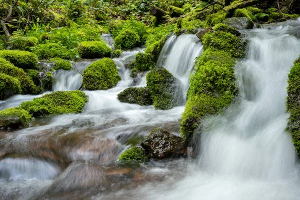 Ormanda Küçük Bir Nehir Boyunca Yürü — Stok fotoğraf