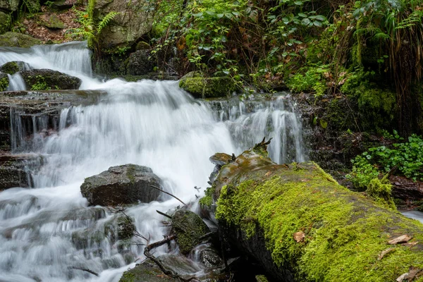 森の中の小さな川に沿ってハイキング — ストック写真