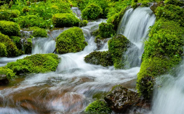 Ormanda Küçük Bir Nehir Boyunca Yürü — Stok fotoğraf
