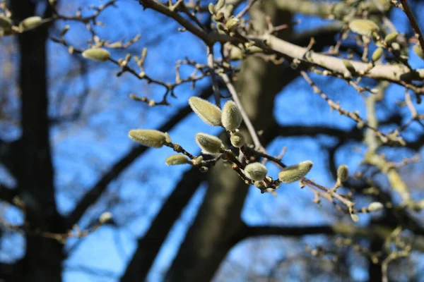 春天里 玉兰花在美丽的深蓝色天空中绽放 高质量的照片 — 图库照片