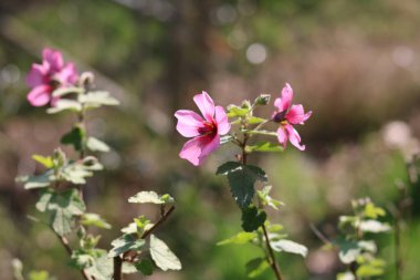 Bahar aylarında bokeh arkaplanlı pembe mallow çiçekleri ve yapraklar. Yüksek kalite fotoğraf