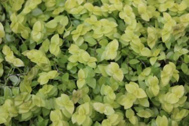 Baharda sarı yeşil çalı yaprağının tam kare görüntüsü. Yüksek kalite fotoğraf