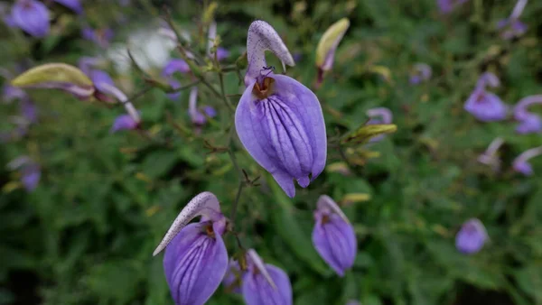 庭の環境ではかなり紫色の熱帯の花や深い緑の葉 高品質の写真 — ストック写真