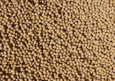 Fotokopi alanı olan kurumuş soluk hatunun tam kare görüntüsü. Yüksek kalite fotoğraf