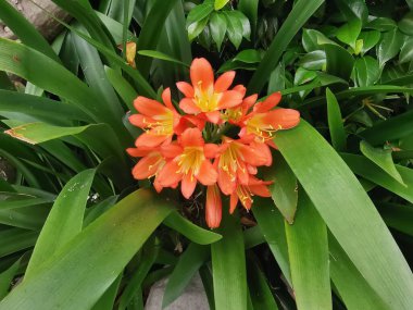Yeni Zelanda 'ya özgü güzel clivia minyatür çiçeği ve yeşillik yakın çekim. Yüksek kalite fotoğraf