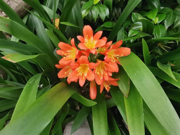 Nahaufnahme Wunderschöner Clivia Miniata Blüten Und Blätter Aus Neuseeland Hochwertiges — Stockfoto