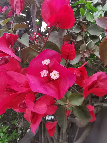 Крупним Планом Красиві Глибоко Рожеві Квіти Бугенвільї Демонструють Тичинкові Деталі — стокове фото