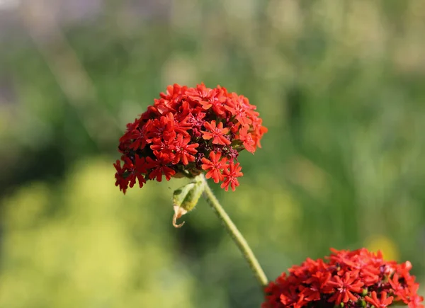 Kleine Rode Verbena Bloemen Tegen Zachte Groene Bokeh Achtergrond Met — Stockfoto
