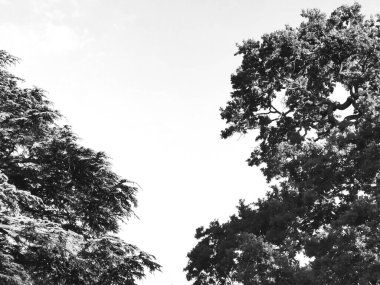 Beyaz gökyüzüne karşı iki ağacın tek renkli ve beyaz görüntüsü. Yüksek kalite fotoğraf