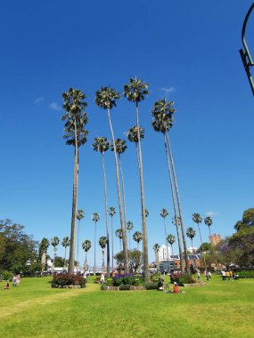 6 Kasım 2022 - Milson Park, Kirribilli, Sydney: Mavi gökyüzüne karşı palmiye ağaçlarını gösteren dikey bir park görüntüsü. Yüksek kalite fotoğraf