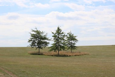 Three trees in field below pale blue cloudy sky background above field. High quality photo with copy space.