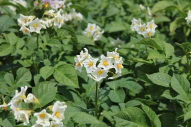 Full frame image of potato plant with white flowers in garden setting. High quality photo