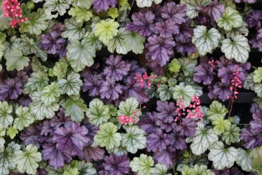 Sonbaharda koyu pembe ve yeşil heuchera yapraklarının tam kare görüntüsü. Yüksek kalite fotoğraf