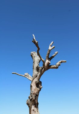 Kesilmiş dalları ve mavi gökyüzüne karşı yaprakları olmayan ölü ağacın dikey görüntüsü. Yüksek kalite fotoğraf