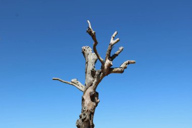 Kesilmiş dalları ve mavi gökyüzüne karşı yaprakları olmayan ölü ağacın yatay görüntüsü. Yüksek kalite fotoğraf