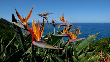 Strelitzia grubu ya da cennet kuşu çiçekleri ve arka planda deniz olan yapraklar. Yüksek kalite fotoğraf