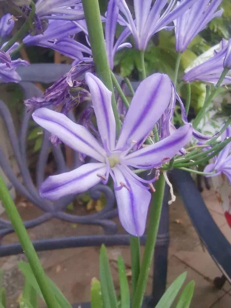 Κάθετη Εικόνα Των Όμορφων Μπλε Ανοιξιάτικων Λουλουδιών Στον Κήπο Υψηλής — Φωτογραφία Αρχείου