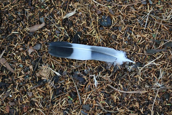 Single black, grey and white feather lying on forest floor. High quality photo