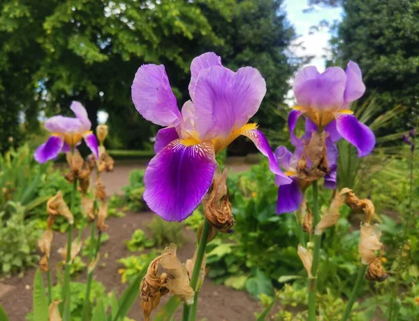 Stock image Beautiful purple irises in garden setting with flower beds behind. High quality photo