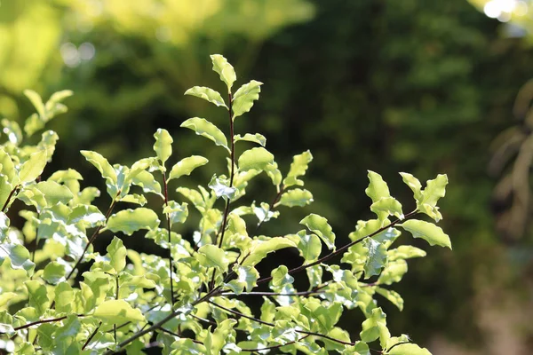 Folhagem Arbusto Pittosporum Verde Fresco Com Fundo Macio Desfocado Foto — Fotografia de Stock