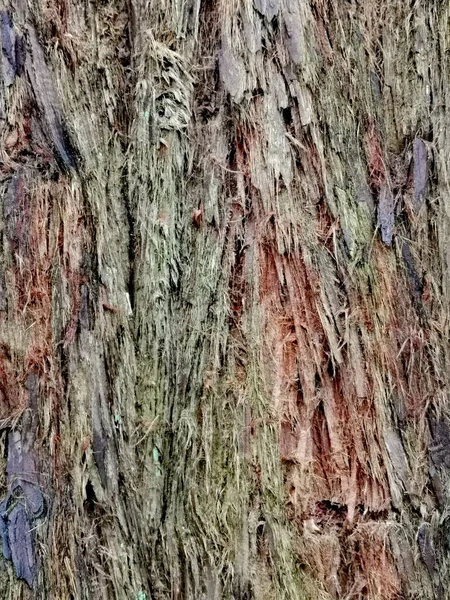 关闭树干的年轻的严重纹理红木树 高质量的照片 — 图库照片