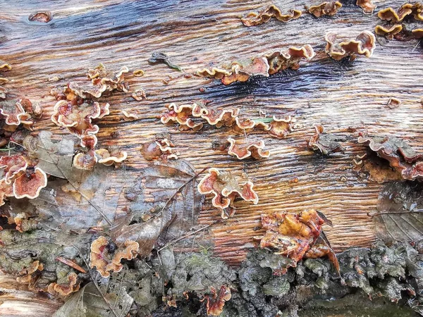 Κοντινή Εικόνα Του Μύκητα Του Δέντρου Υγρό Θολωτό Κορμό Υψηλής — Φωτογραφία Αρχείου
