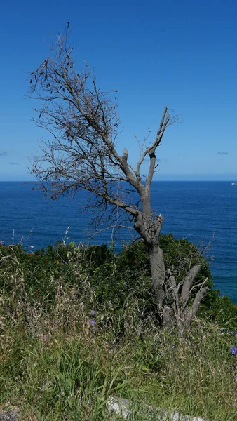 Imagen Vertical Arbusto Viejo Terreno Agitado Con Mar Fondo Foto — Foto de Stock