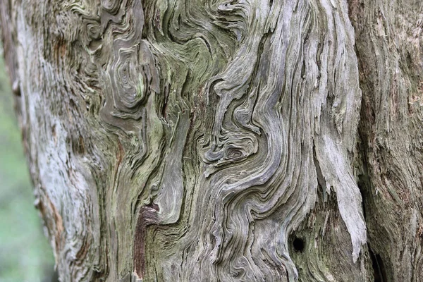 完整的框架背景显示了树干上美丽的谷物涡旋 高质量的照片 — 图库照片