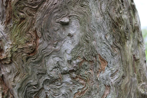 Tree Trunk Showing Unusual Swirly Woodgrain Space Copy High Quality — 图库照片